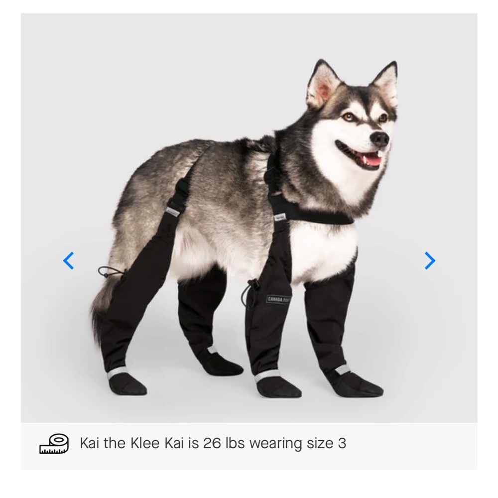 Dog suspender boots